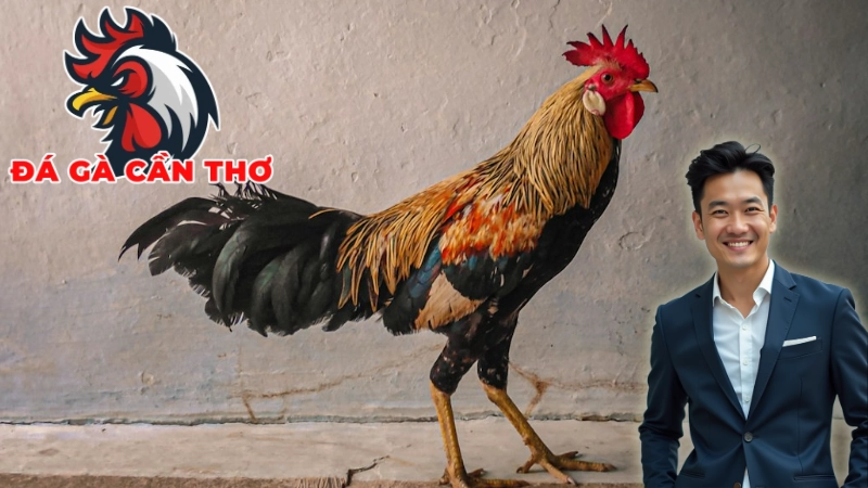 Những Loại Hình Cá Cược Đá Gà Phổ Biến Tại Cần Thơ
