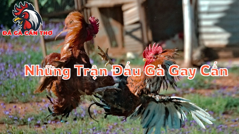 Những Trận Đấu Gà Gay Cấn Không Thể Bỏ Lỡ Tại Cần Thơ 2024